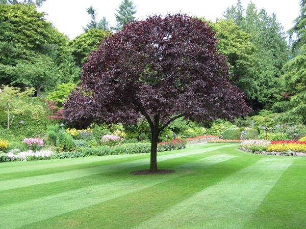 Garden Tree